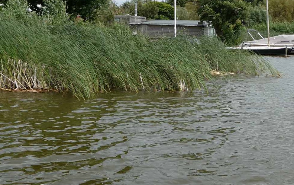 Riet heeft weer ruimte