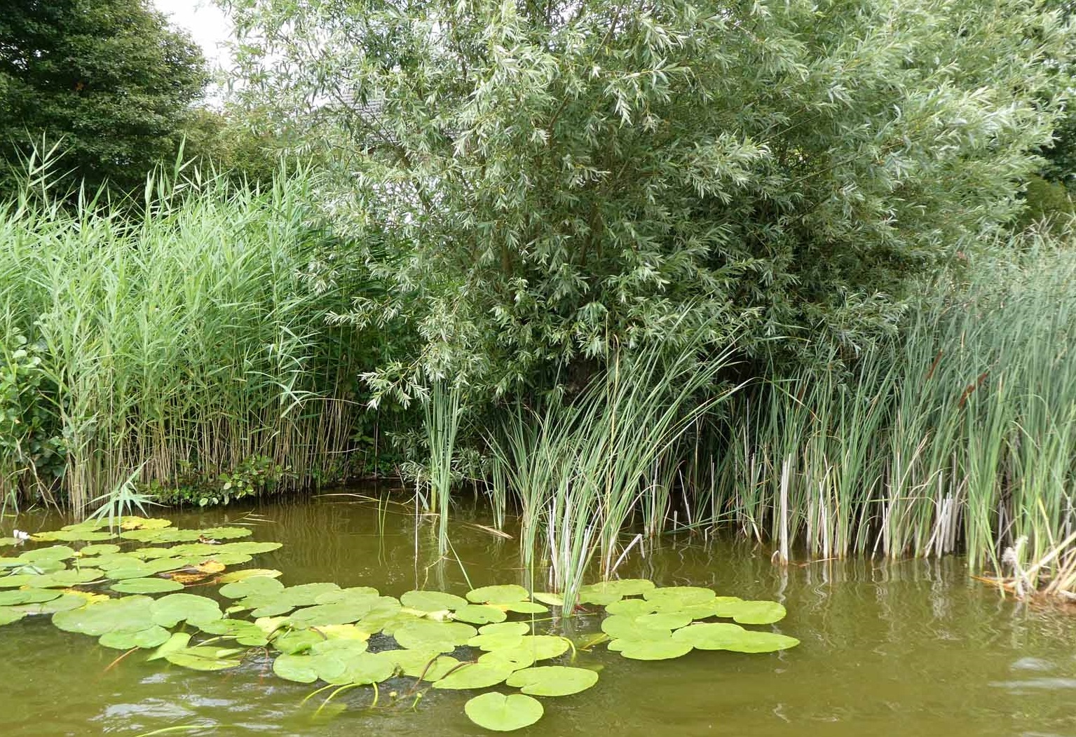 Wilg en elzen verdringen riet
