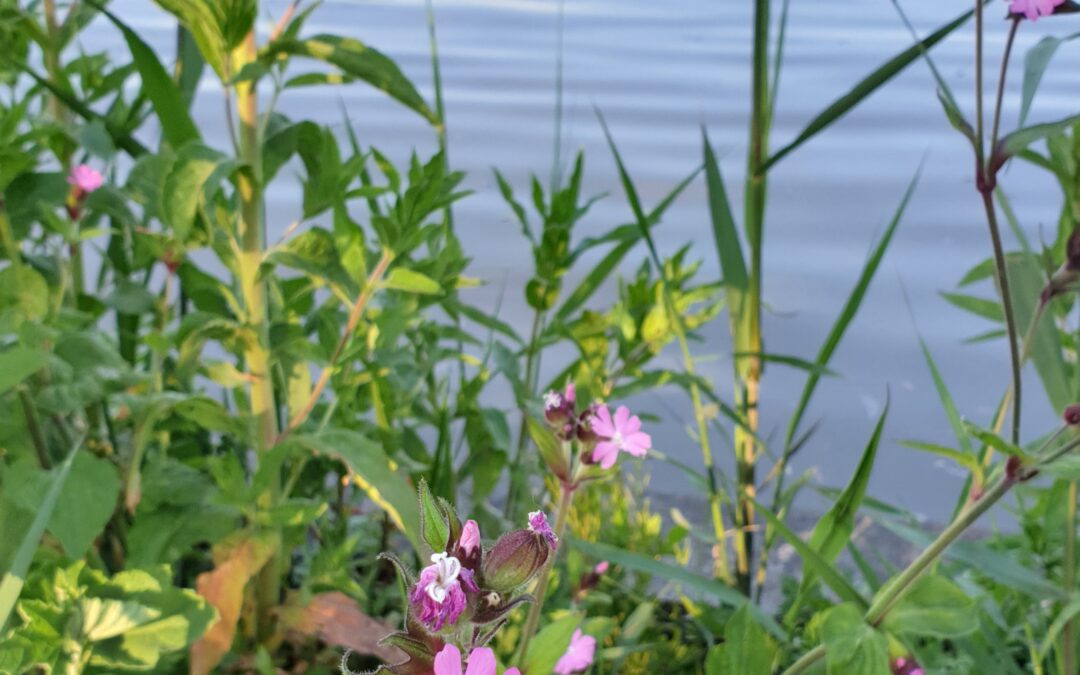 HHR Maatregelen verbetering waterkwaliteit